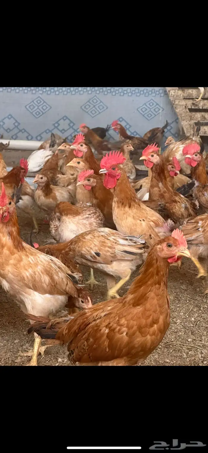 دجاج بلدي 2