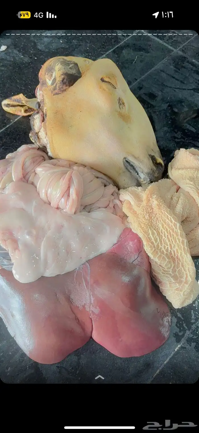 ذبائح هرافي جبر تيوس 4