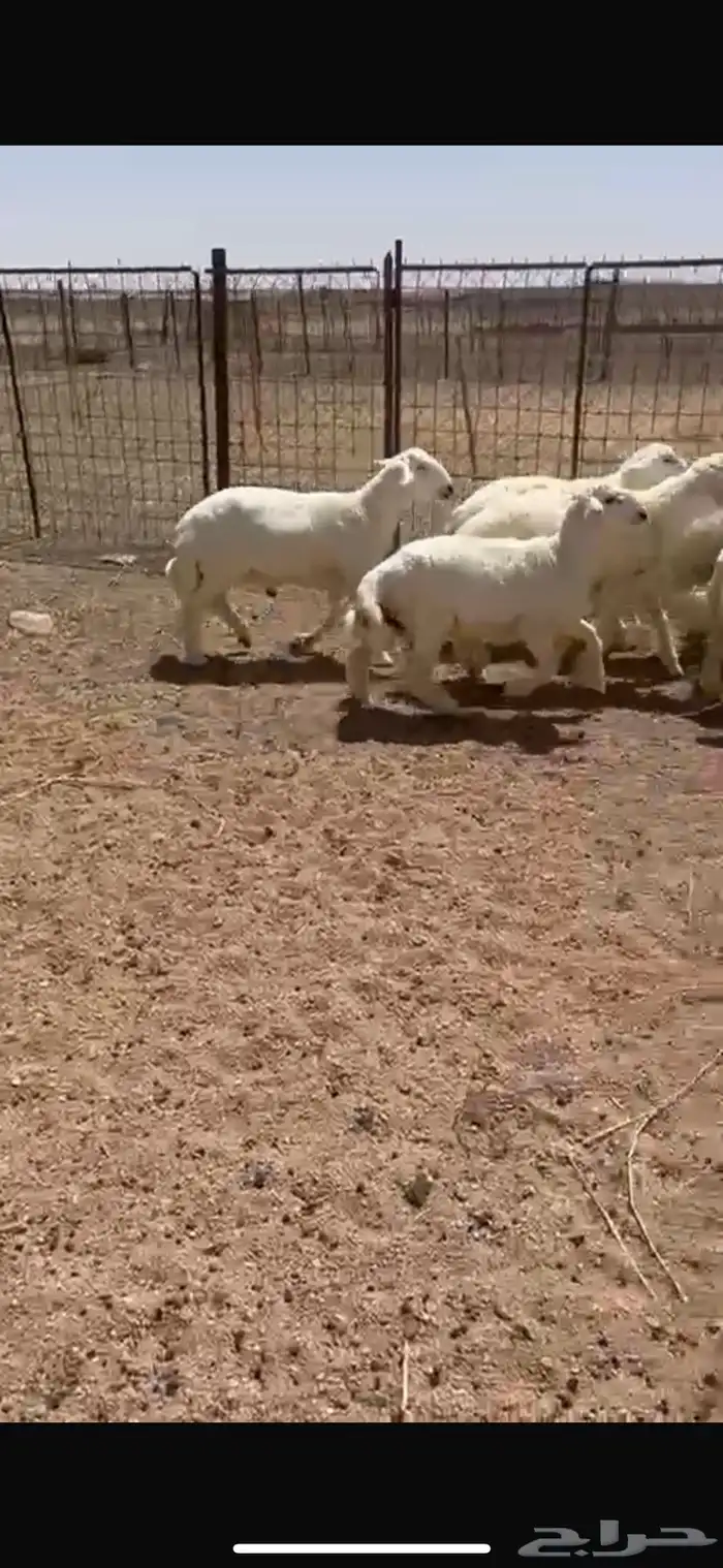 للبيع طلين حريه 2