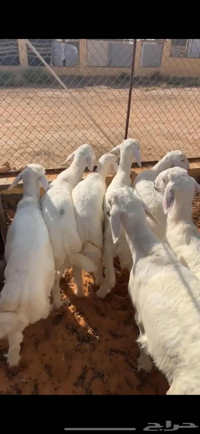 بهم حري 1