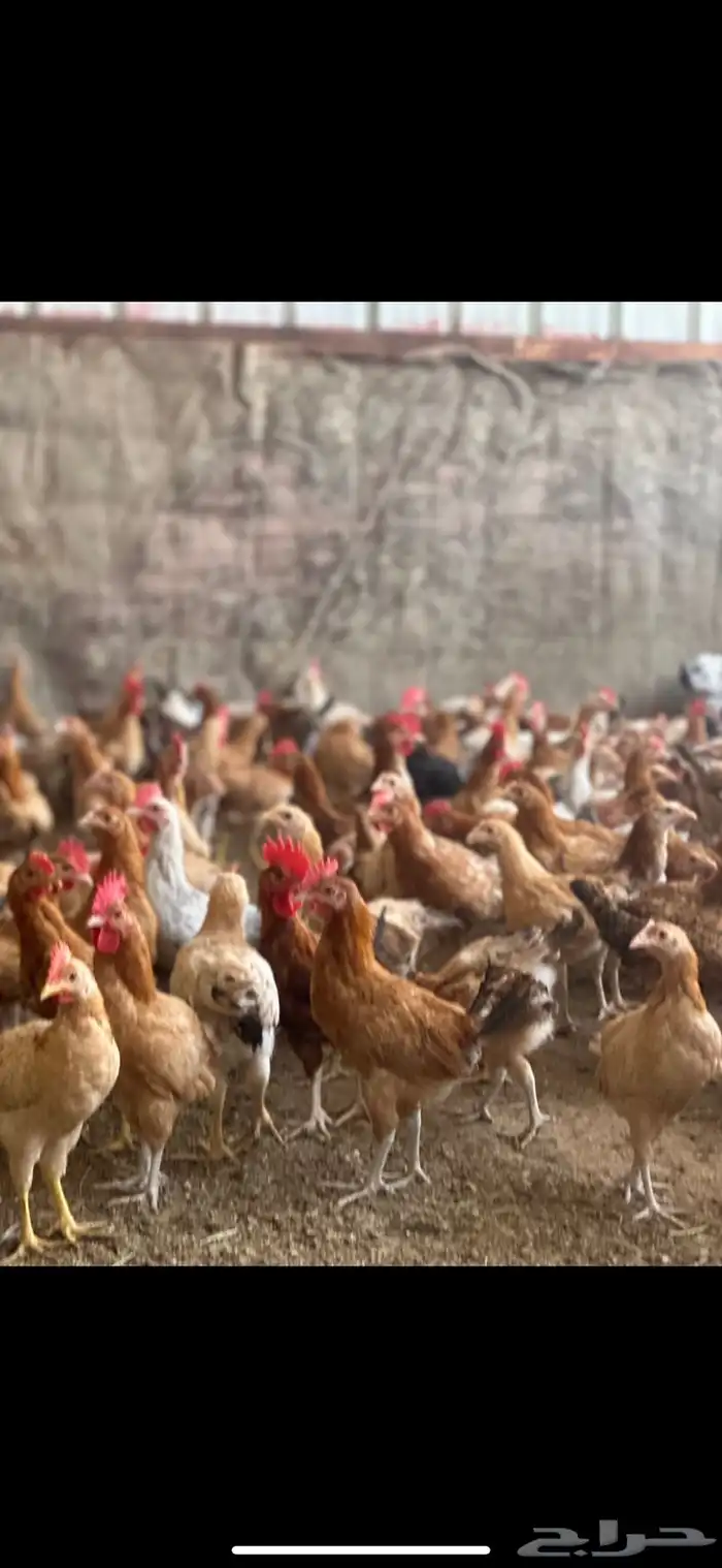 دجاج بلدي 12