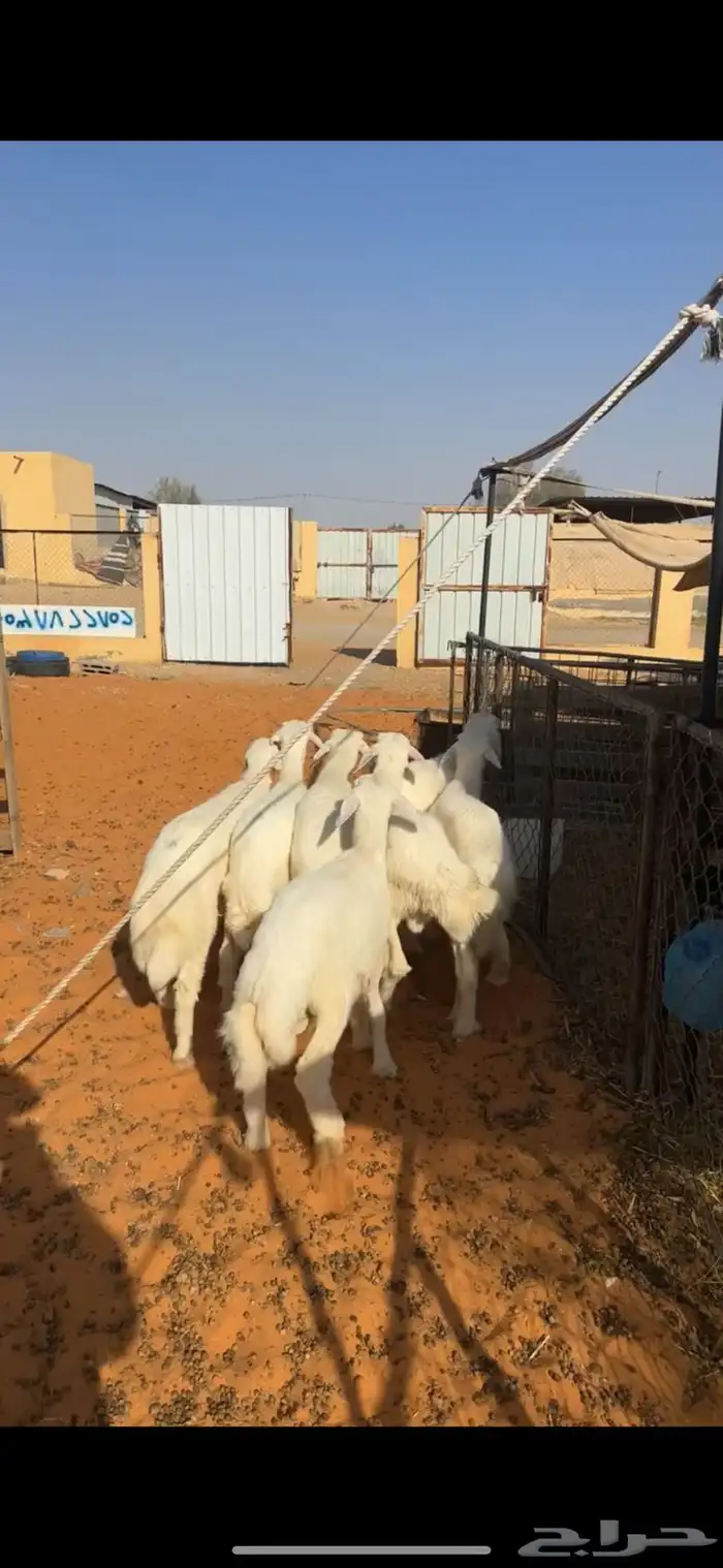 بهم حري 0