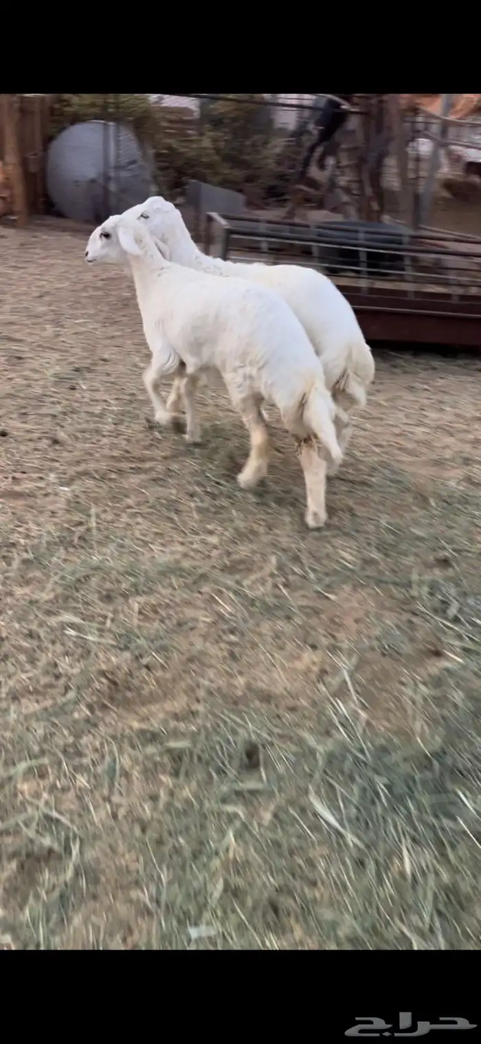 خروف ورخل ذبايح فل شحم وطراف ونظاف شرط(( تم البيع)) 1