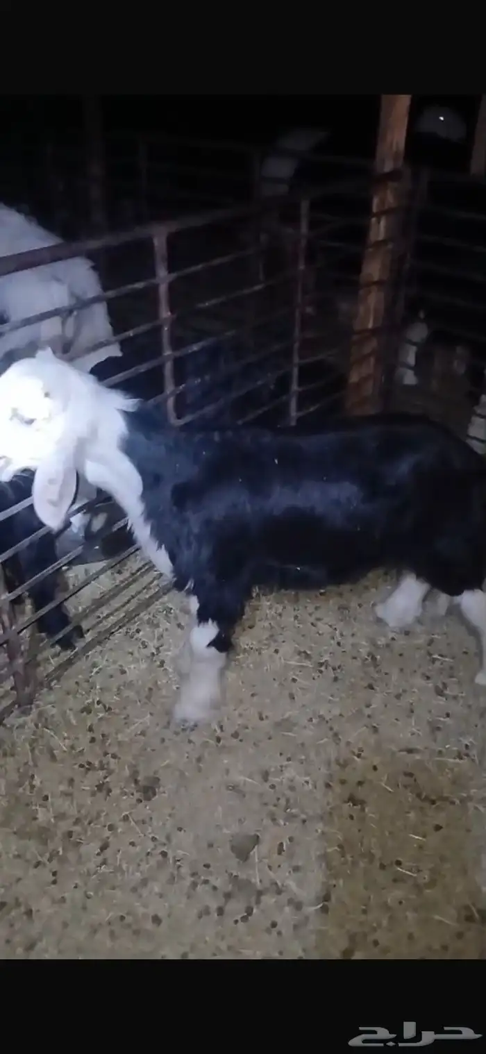 للبيع خروف مغلق عمره اربع اشهر وتيسين دواغير عمار شهر 3