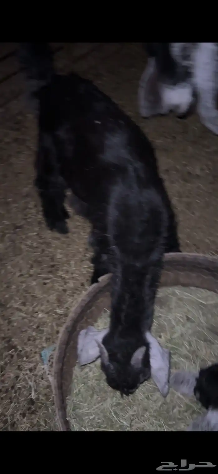 للبيع خروف مغلق عمره اربع اشهر وتيسين دواغير عمار شهر 10