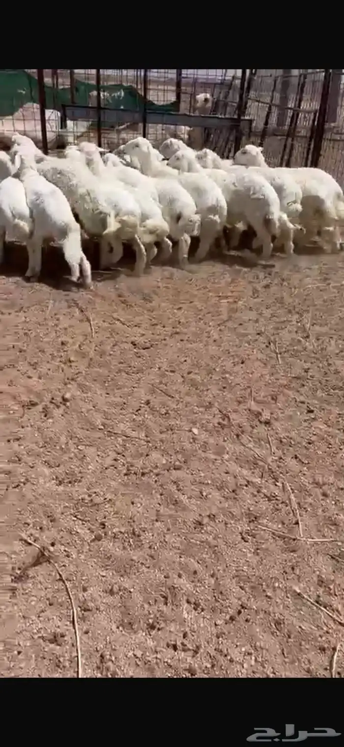 للبيع طلين حريه 1