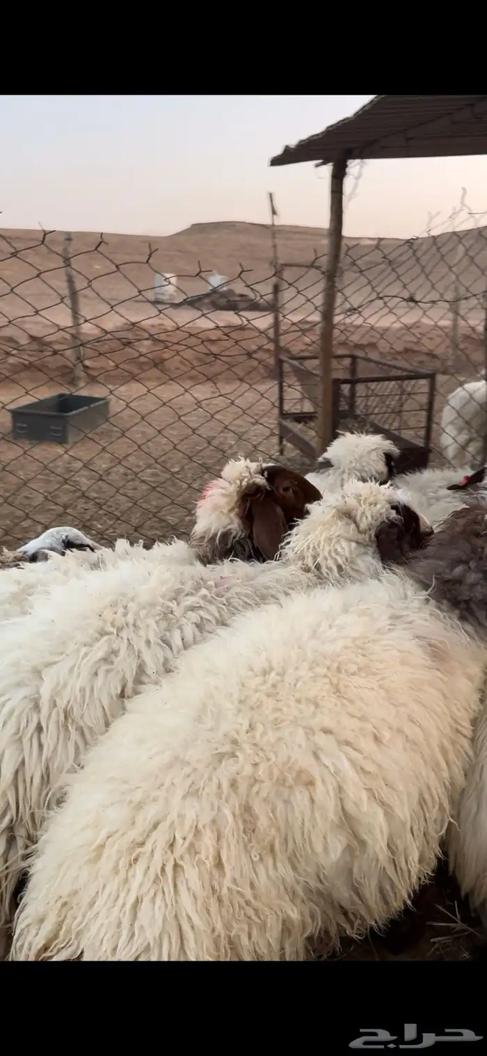 للبيع جذعات نعيم كفو جمله وتفريد 2