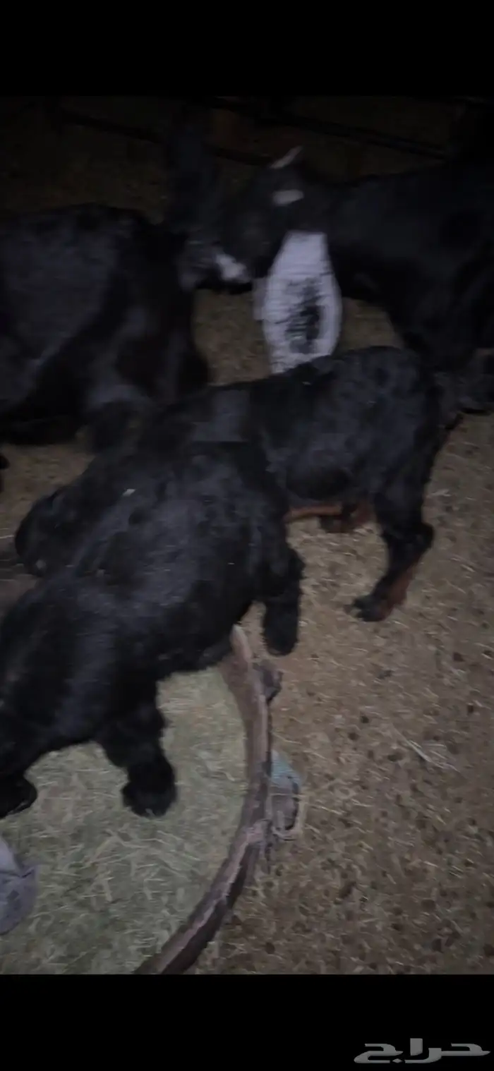 للبيع خروف مغلق عمره اربع اشهر وتيسين دواغير عمار شهر 24