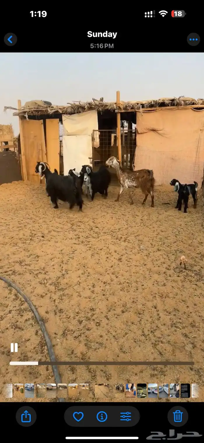 للبيع معزا متاويم 0