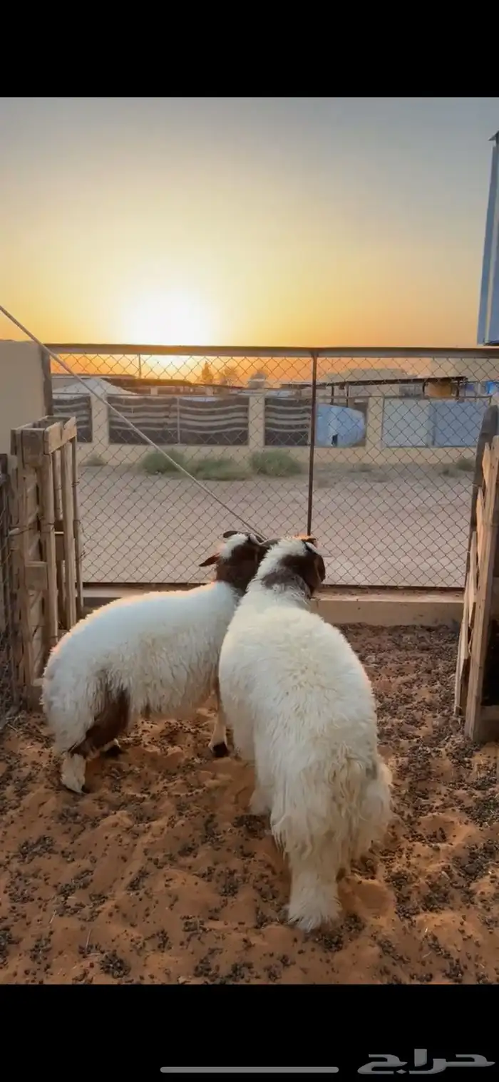 خرفان نعيم فاخررره 3