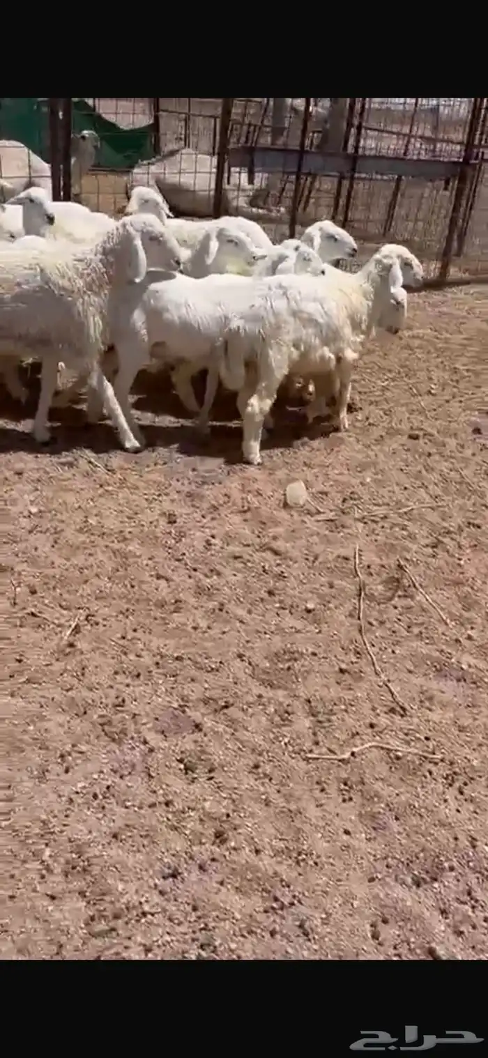 للبيع طلين حريه 0