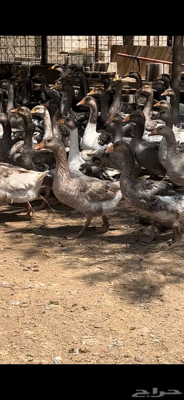 وز حجم جامبو منتج 0