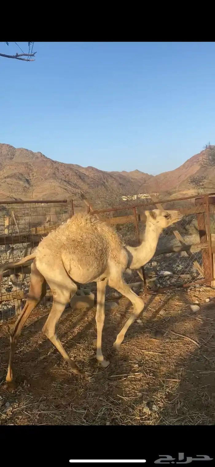 قعود عمره 6 اشهر طيب 0