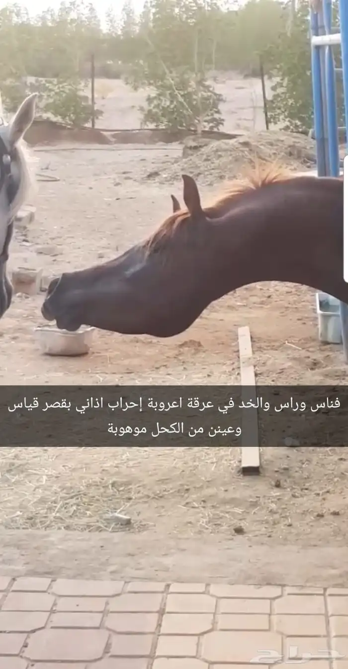 حصان عربي فحل 0