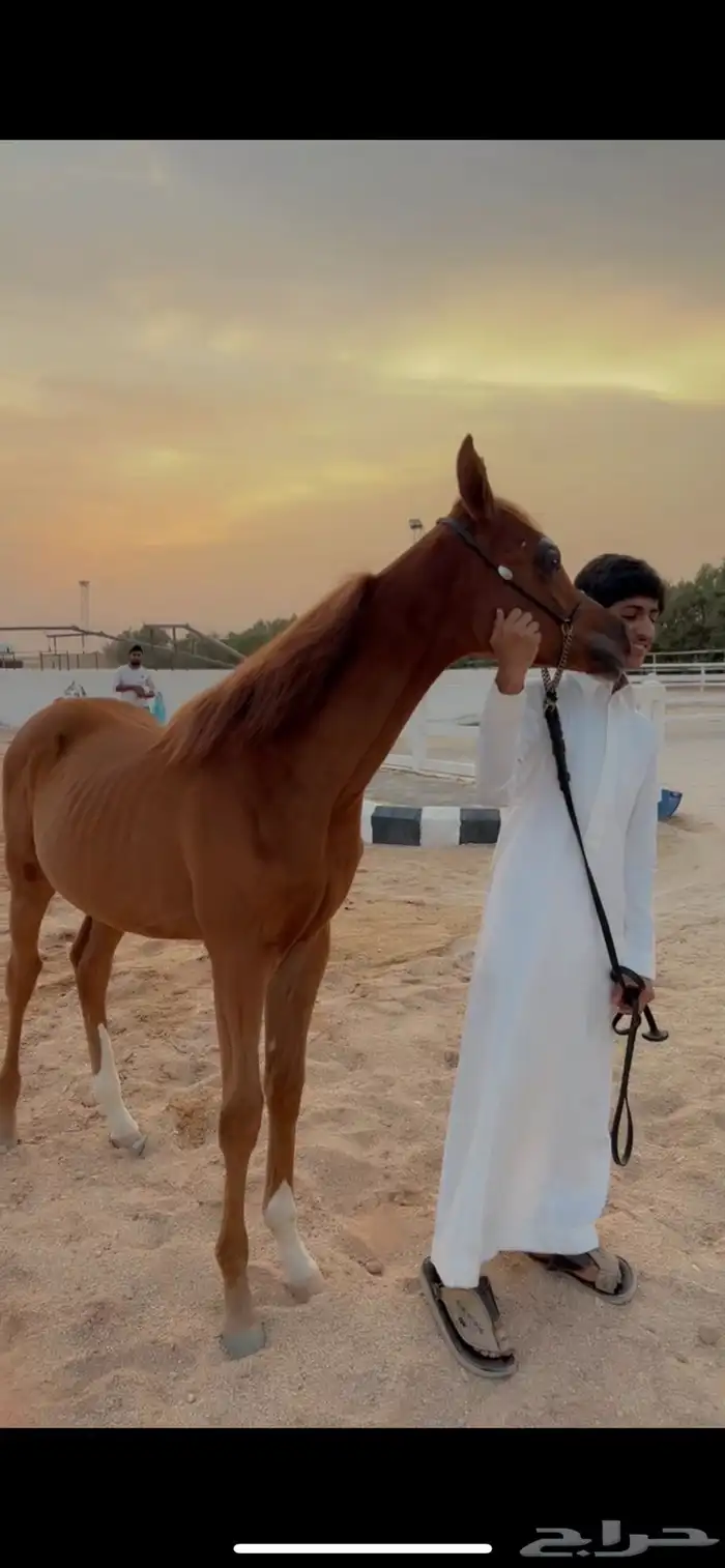 مهر شيخ الشعبي 0