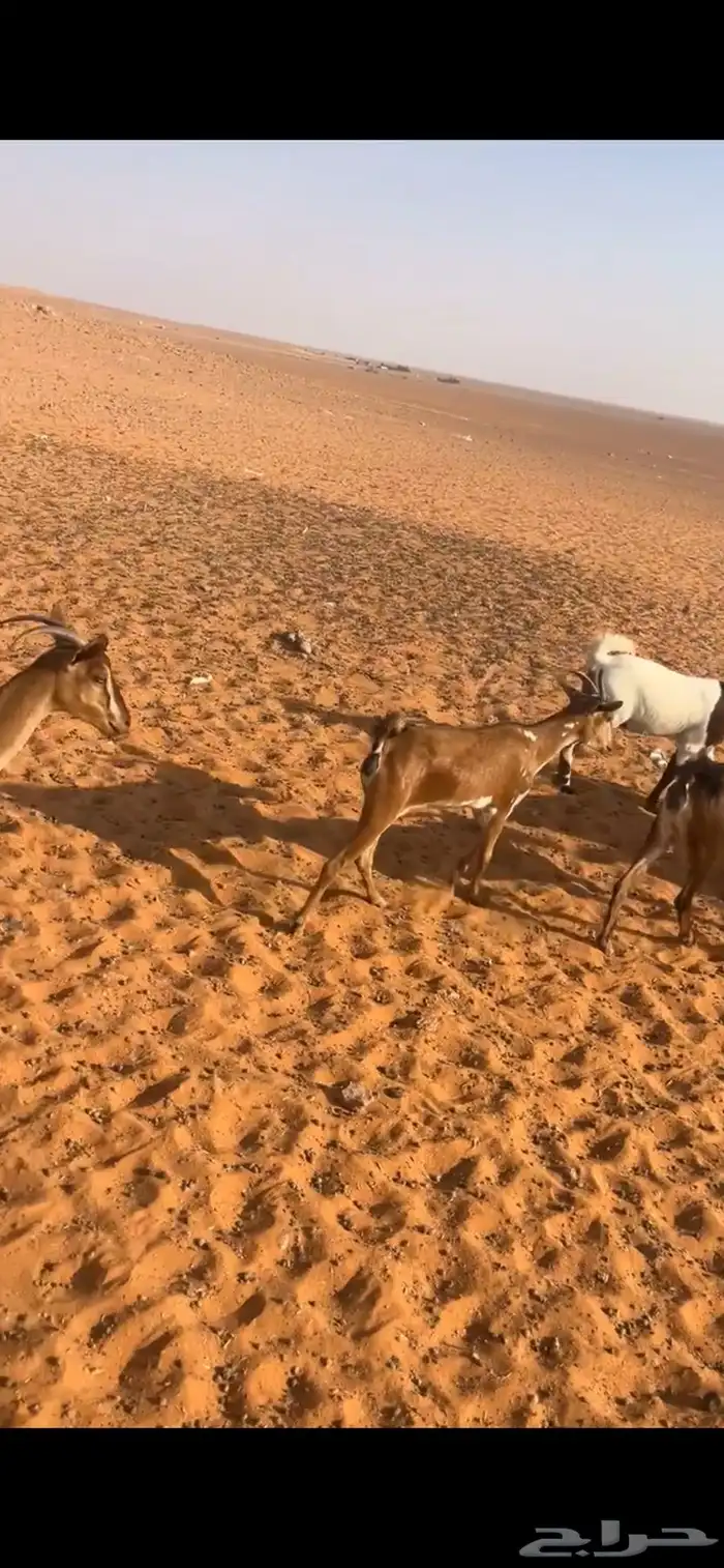 معزا جنبيه 3