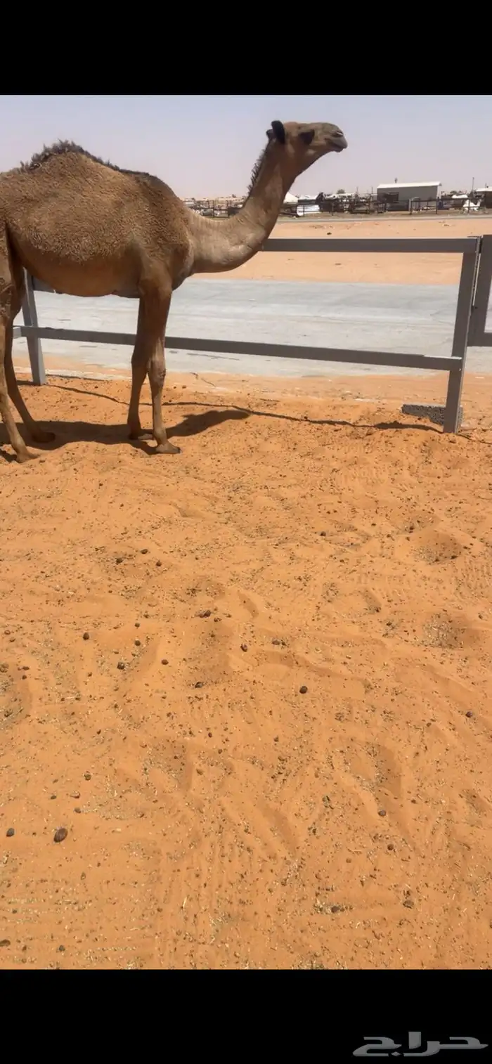 بكره 2