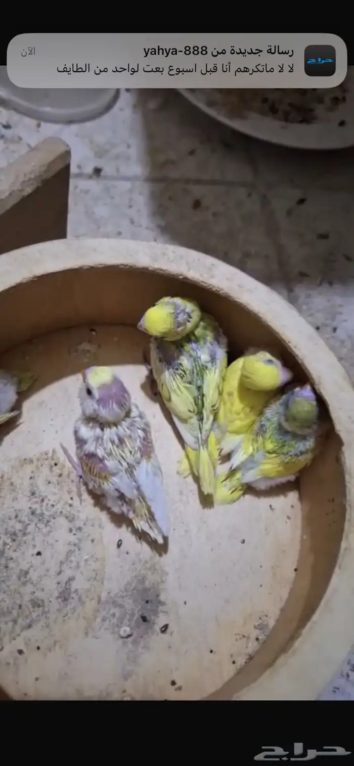 فروخ بادجي للبيع 8