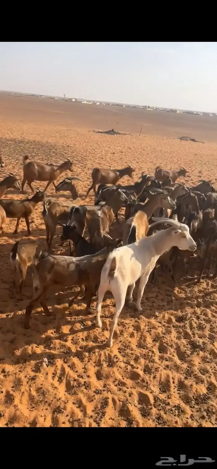 معزا جنبيه 8
