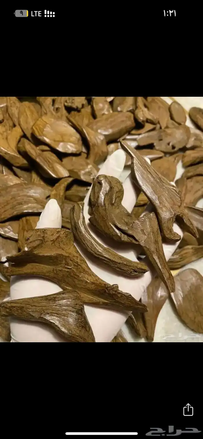 عود مروكي سوبر 0