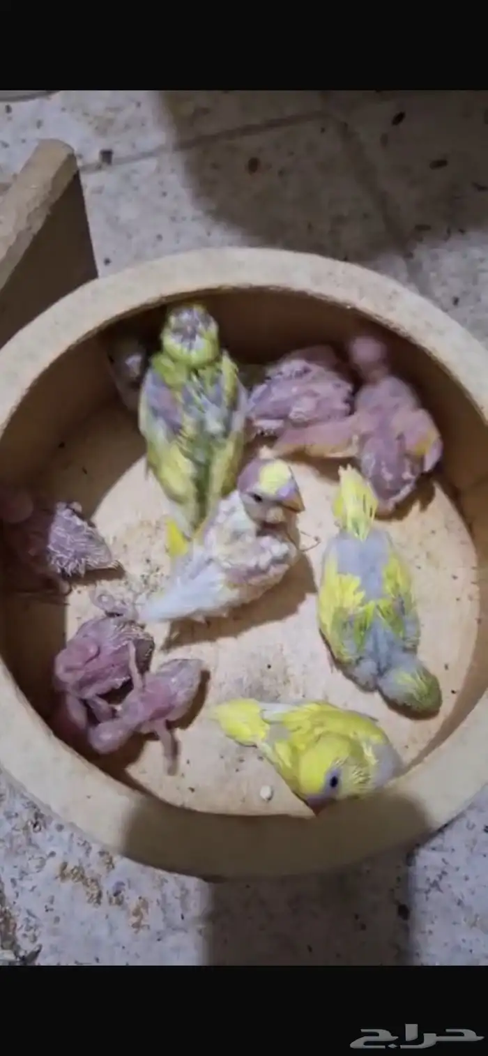 فروخ بادجي للبيع 1