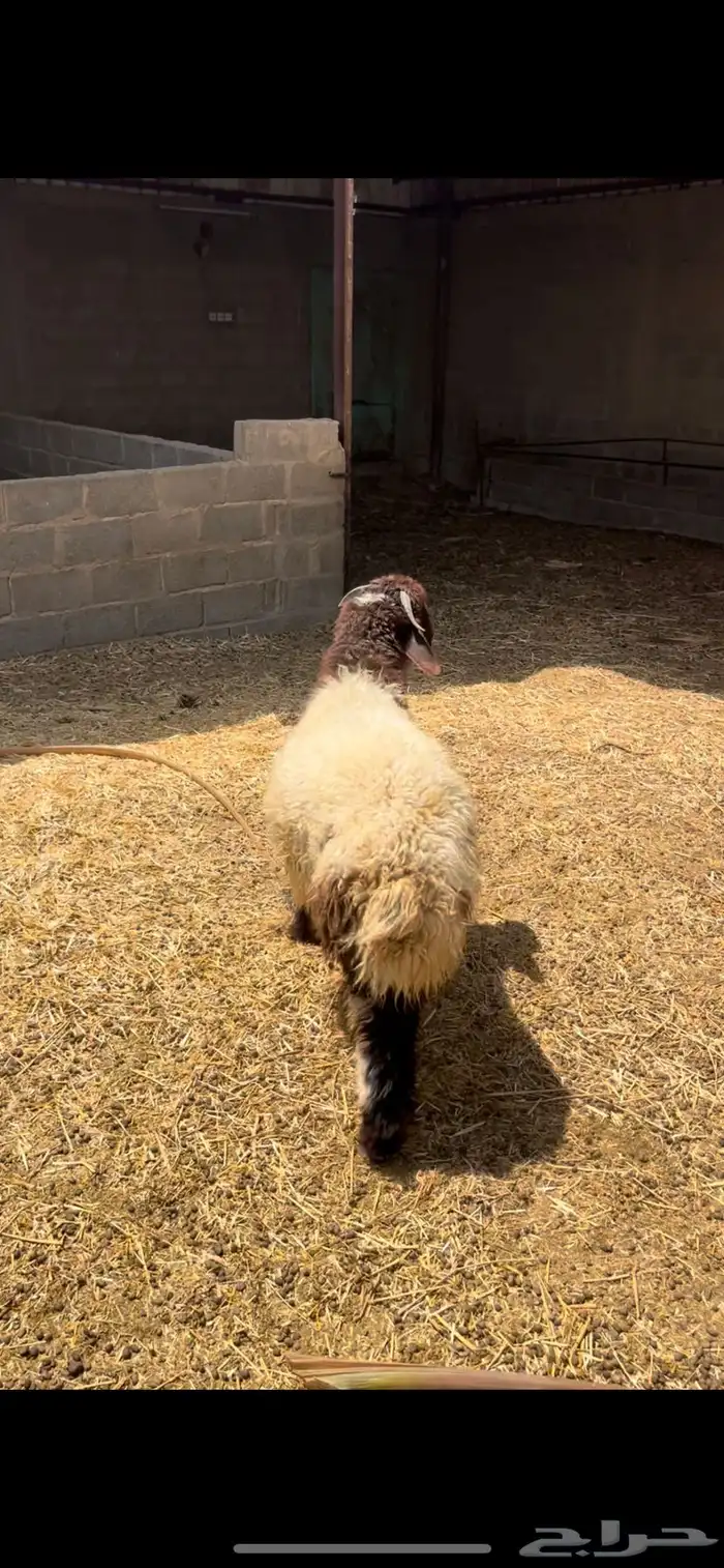 طلي نعيمي ذبيحة ( تم البيع) 0