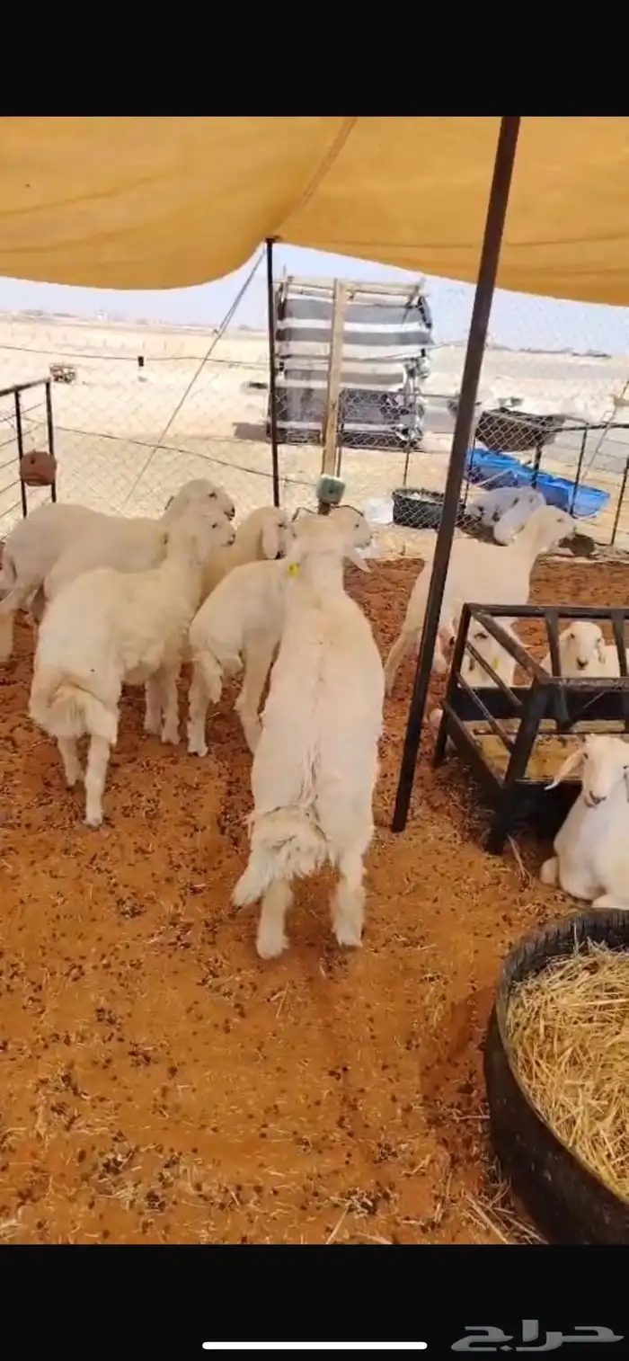 ذبايح ذبائح 9