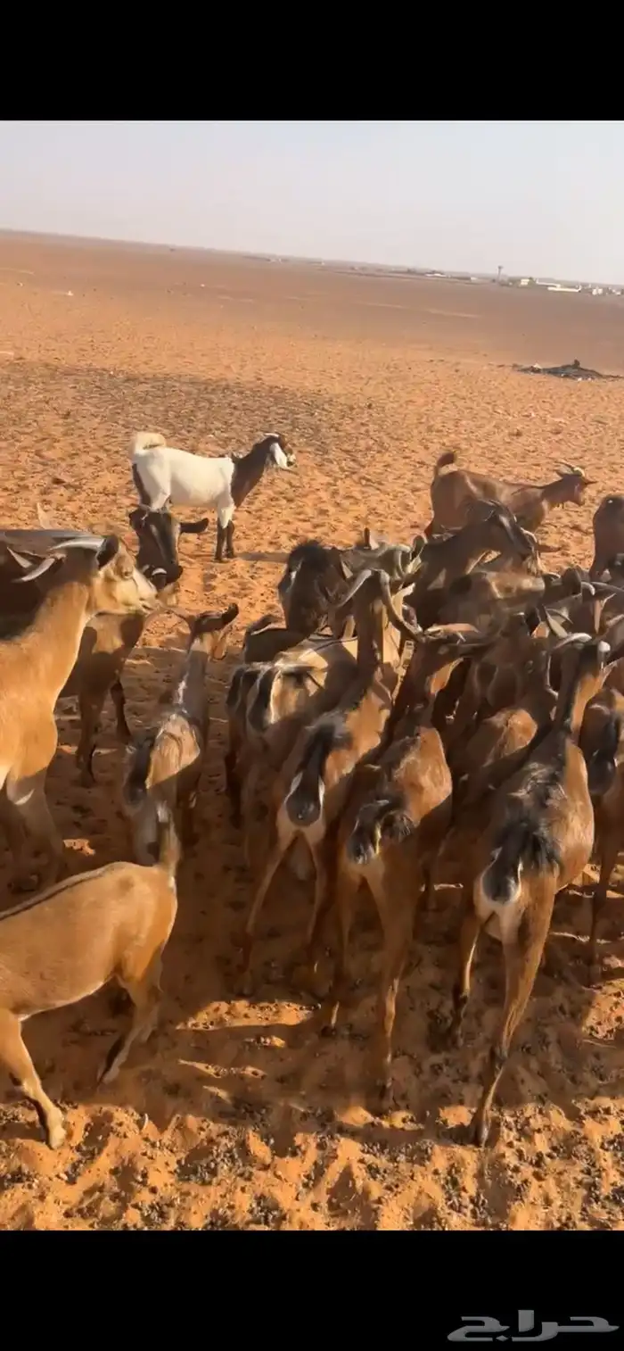 معزا جنبيه 7