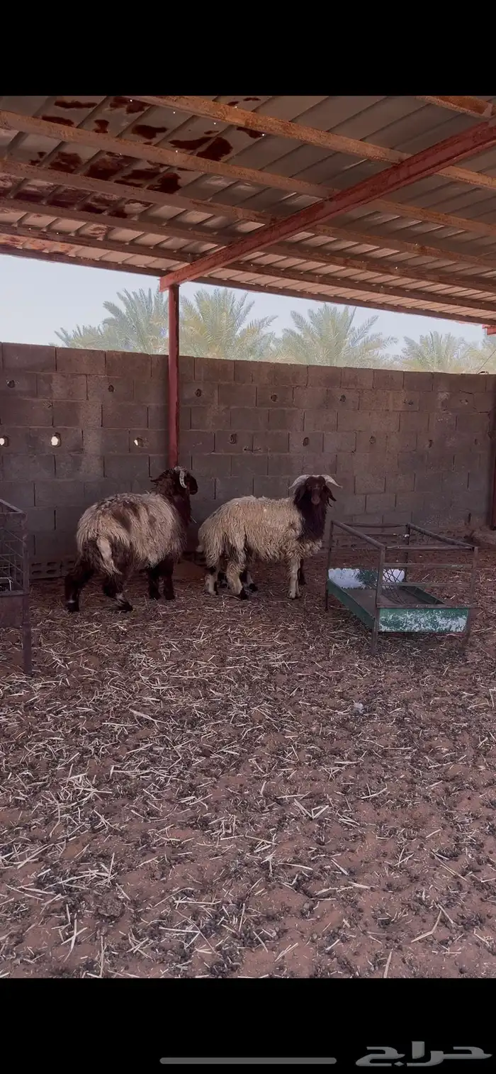 ذبايح طليان نعيم جذعان 3 3
