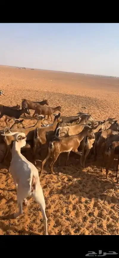 معزا جنبيه index