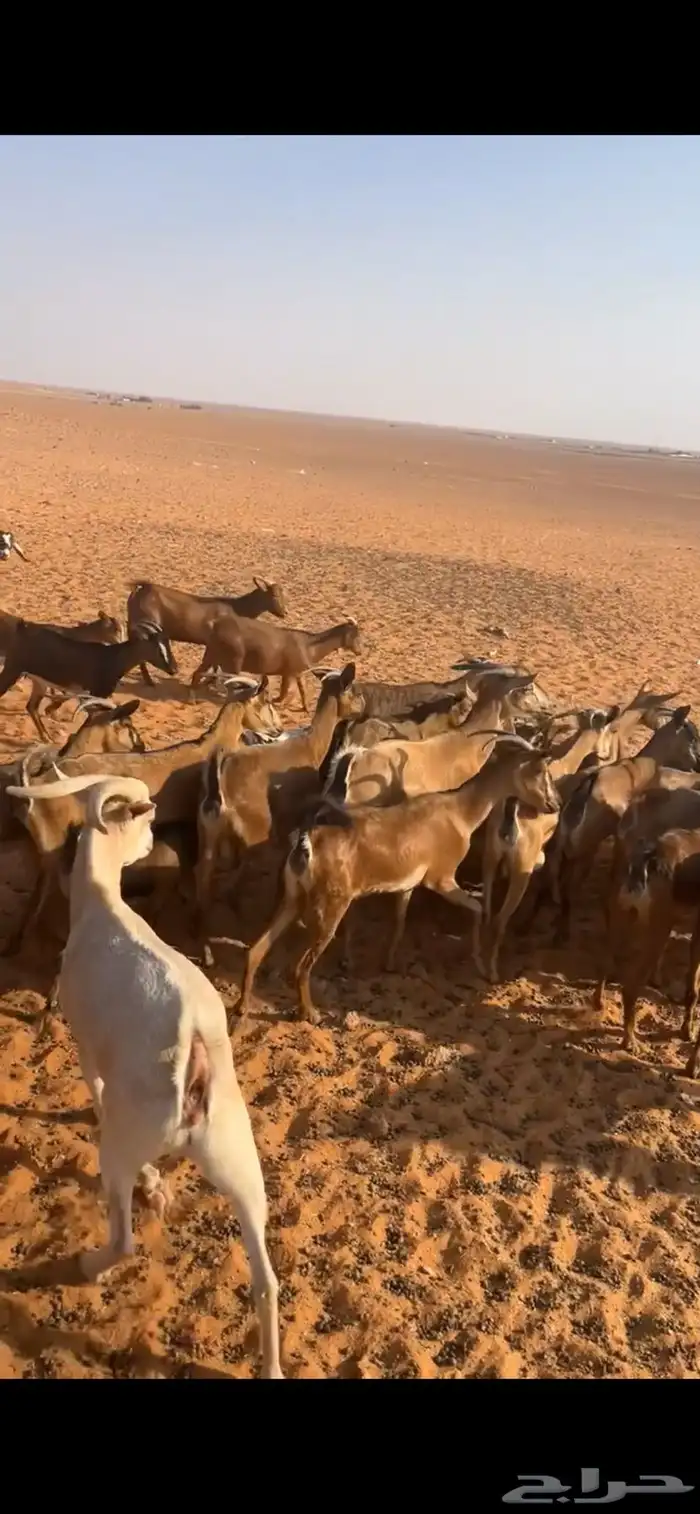 معزا جنبيه 10
