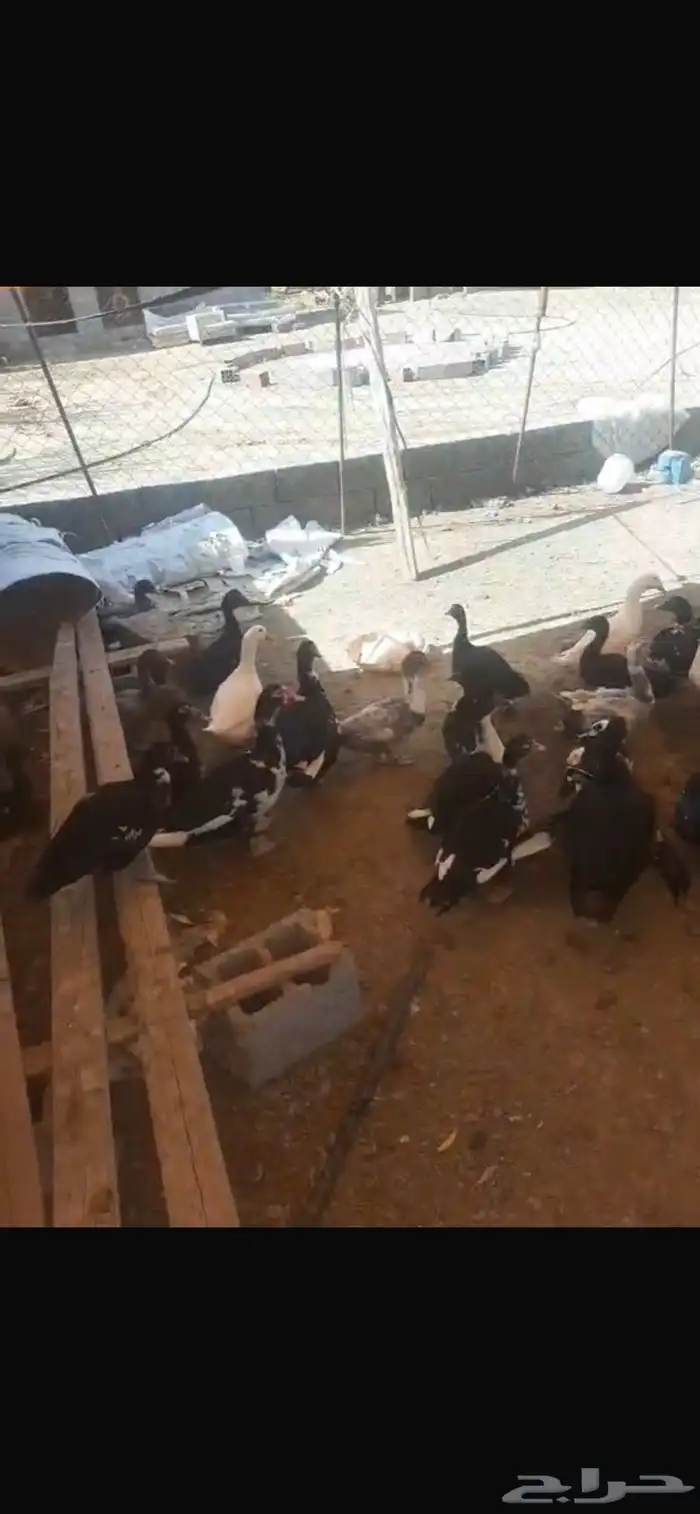 بط بلدي مصري 1