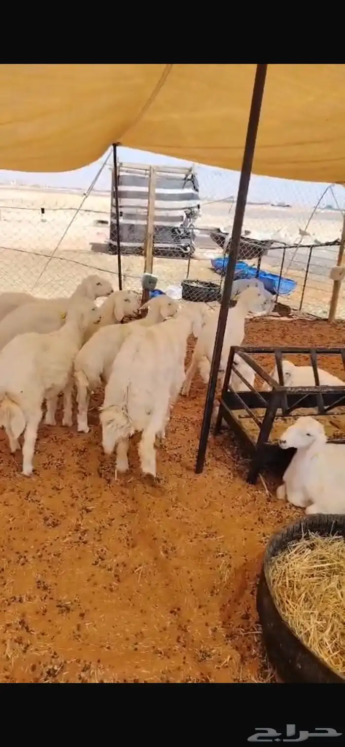 ذبايح ذبائح 8
