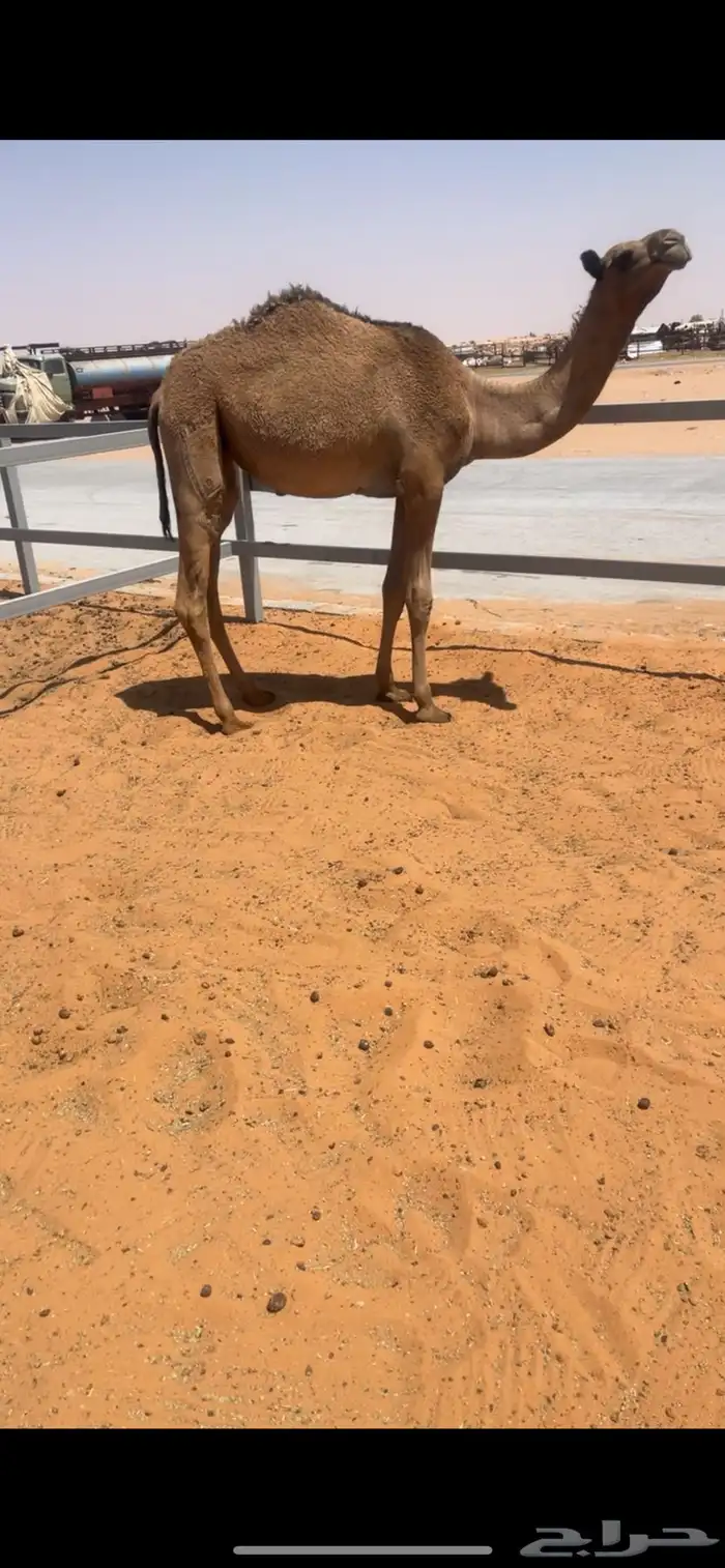 بكره 1