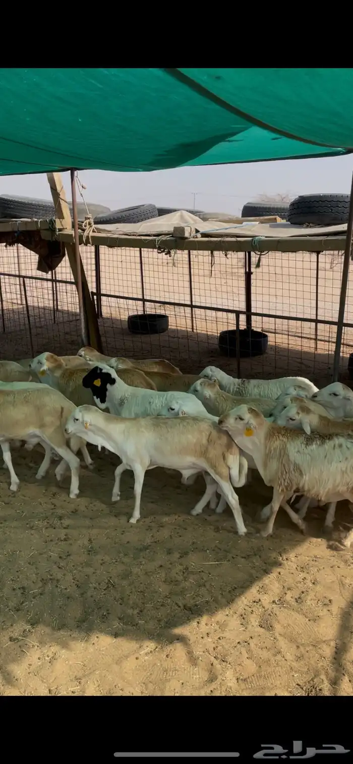 رفيد جذعان مرابي 2