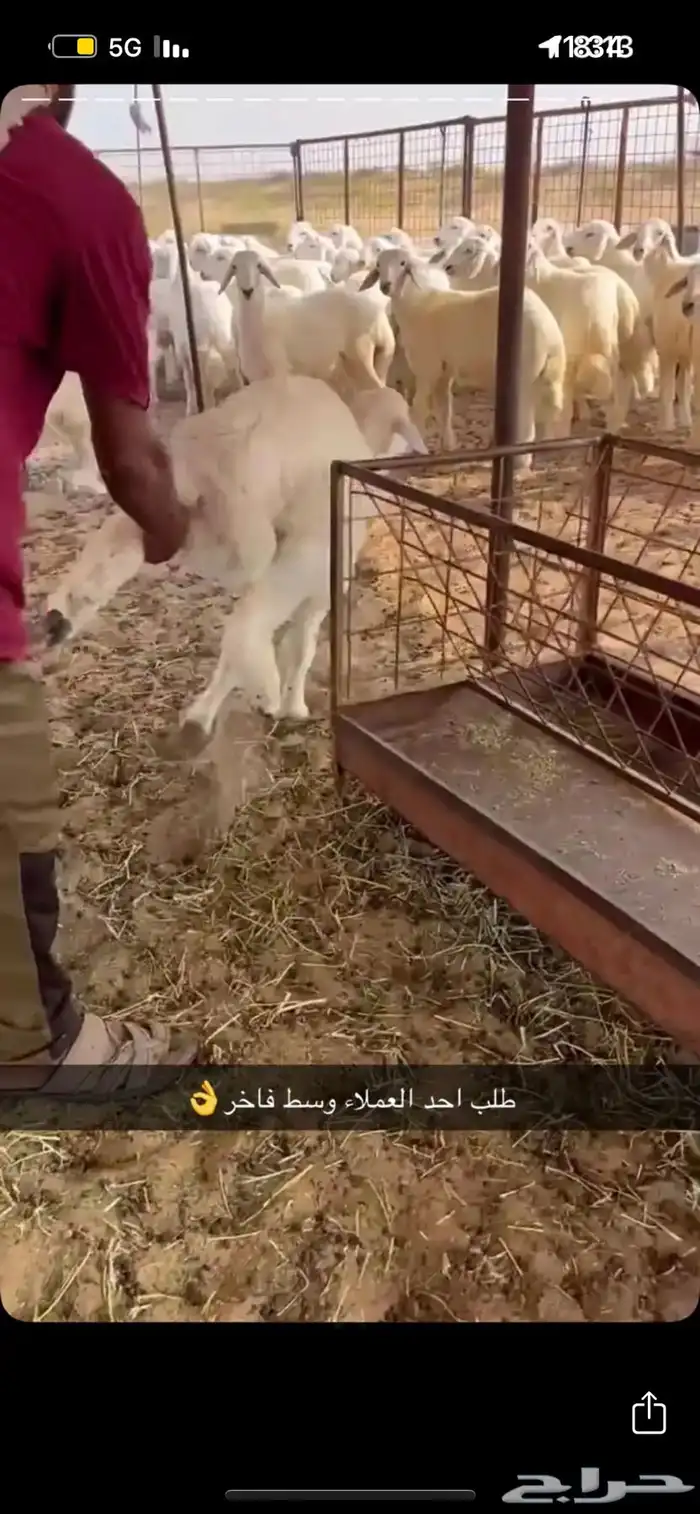 حري فاخر - من مرابي الطايف 5