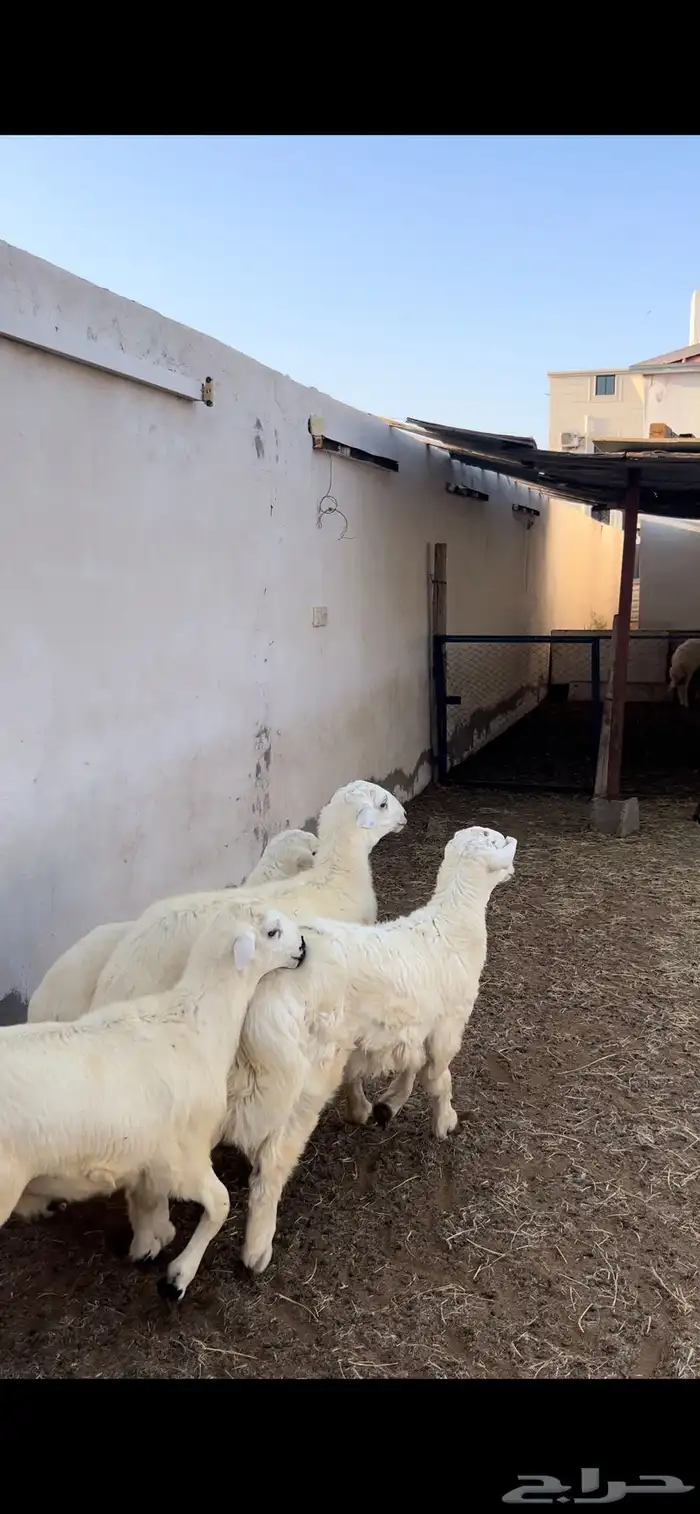 طليان 9 العدد شحم وأطراف 1