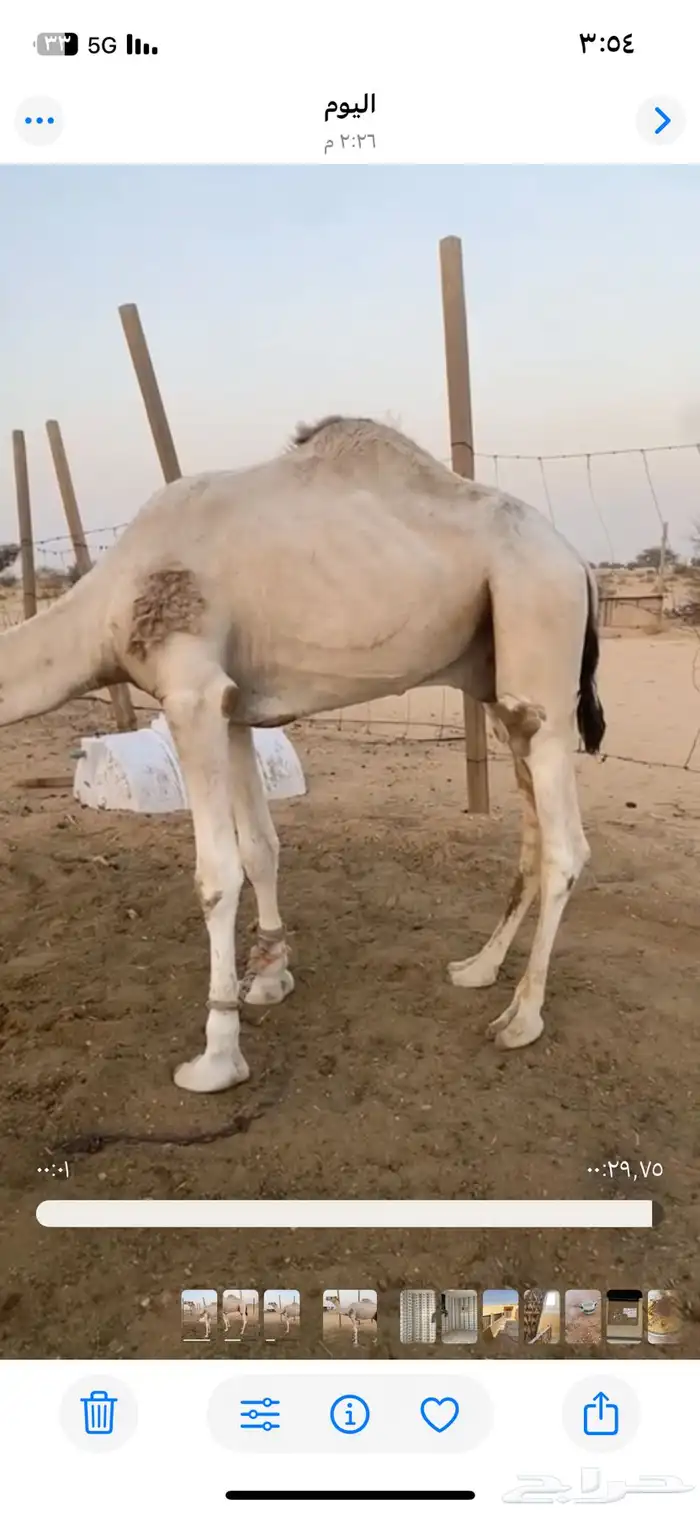 قعود جذع 2
