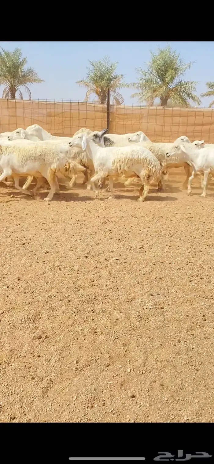 غنم حريات حرش صنف فاخر مراح واحد (( تم البيع )) 0