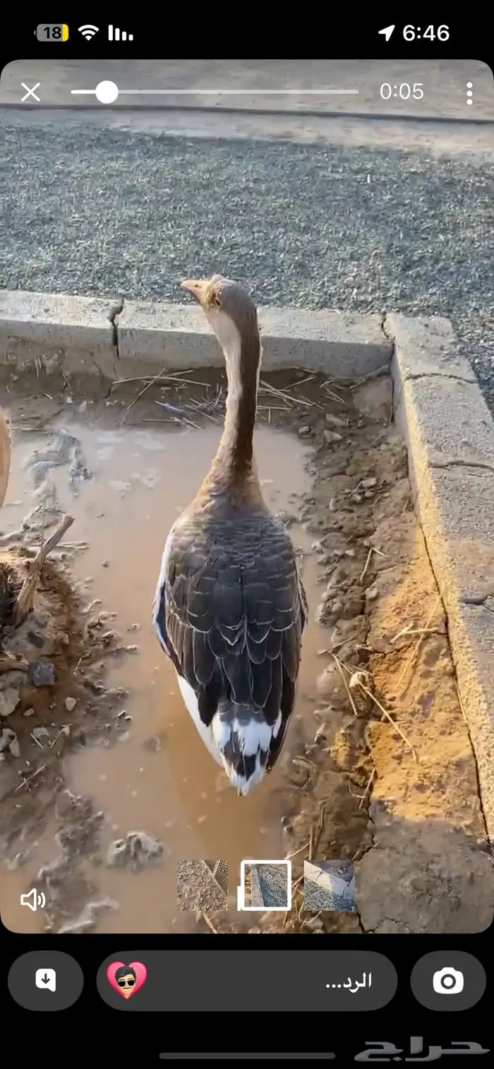 وز عراقي 0