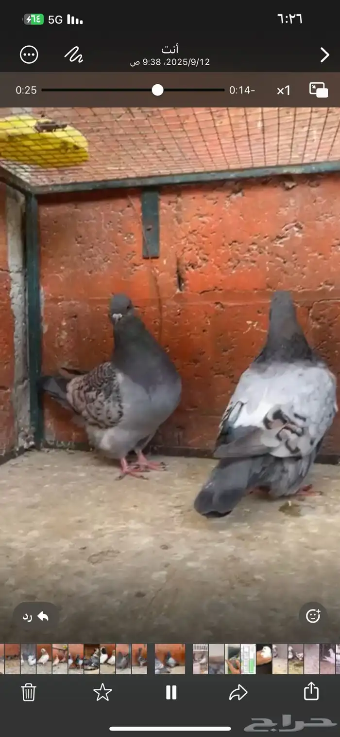 اجواز وفرايد حمام 1