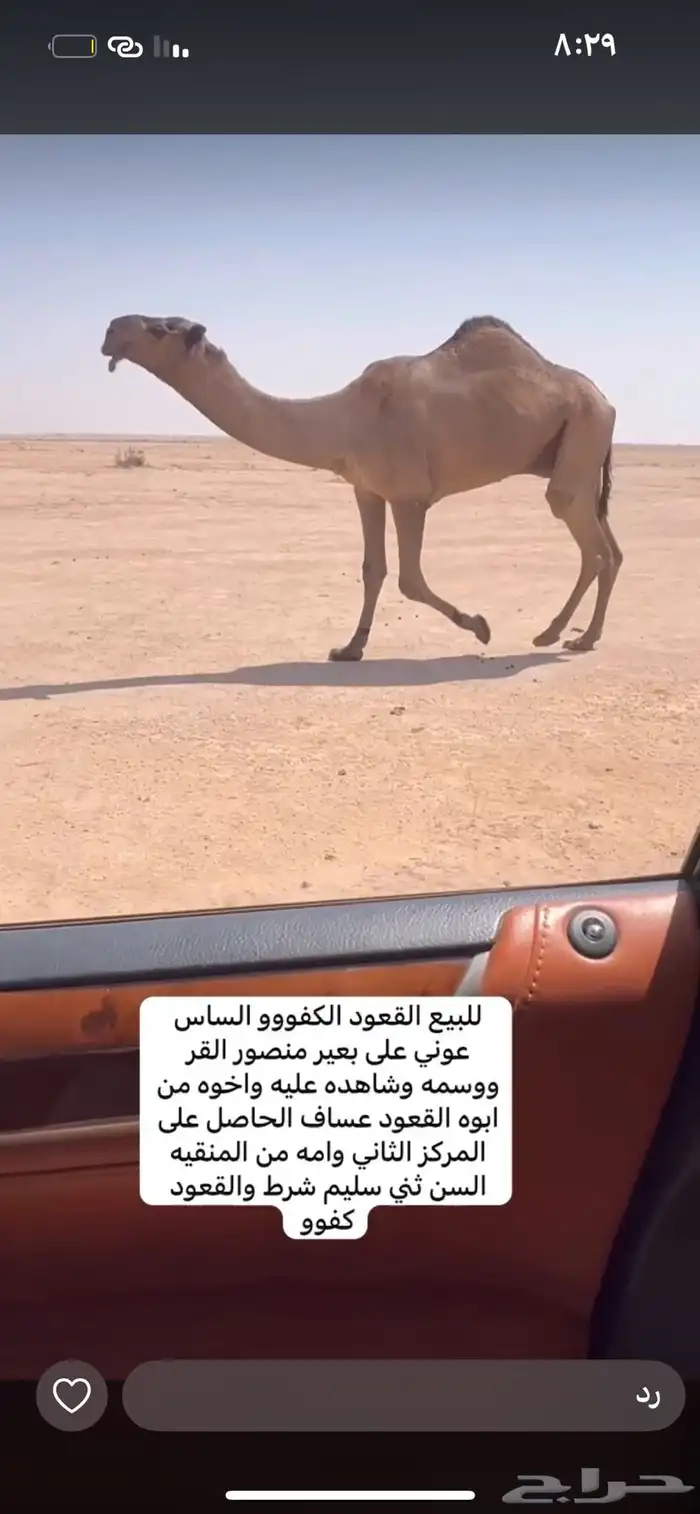 للبيع القعود الكفو 0