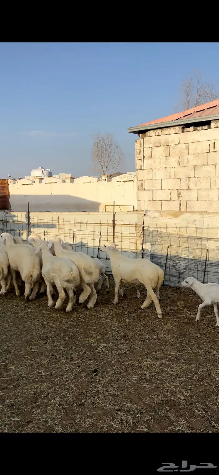 طليان 9 العدد شحم وأطراف 0