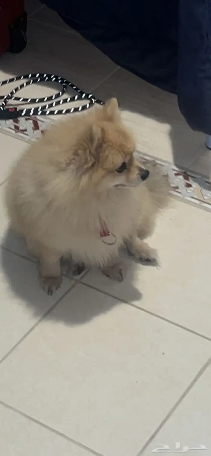 لي البيع 5