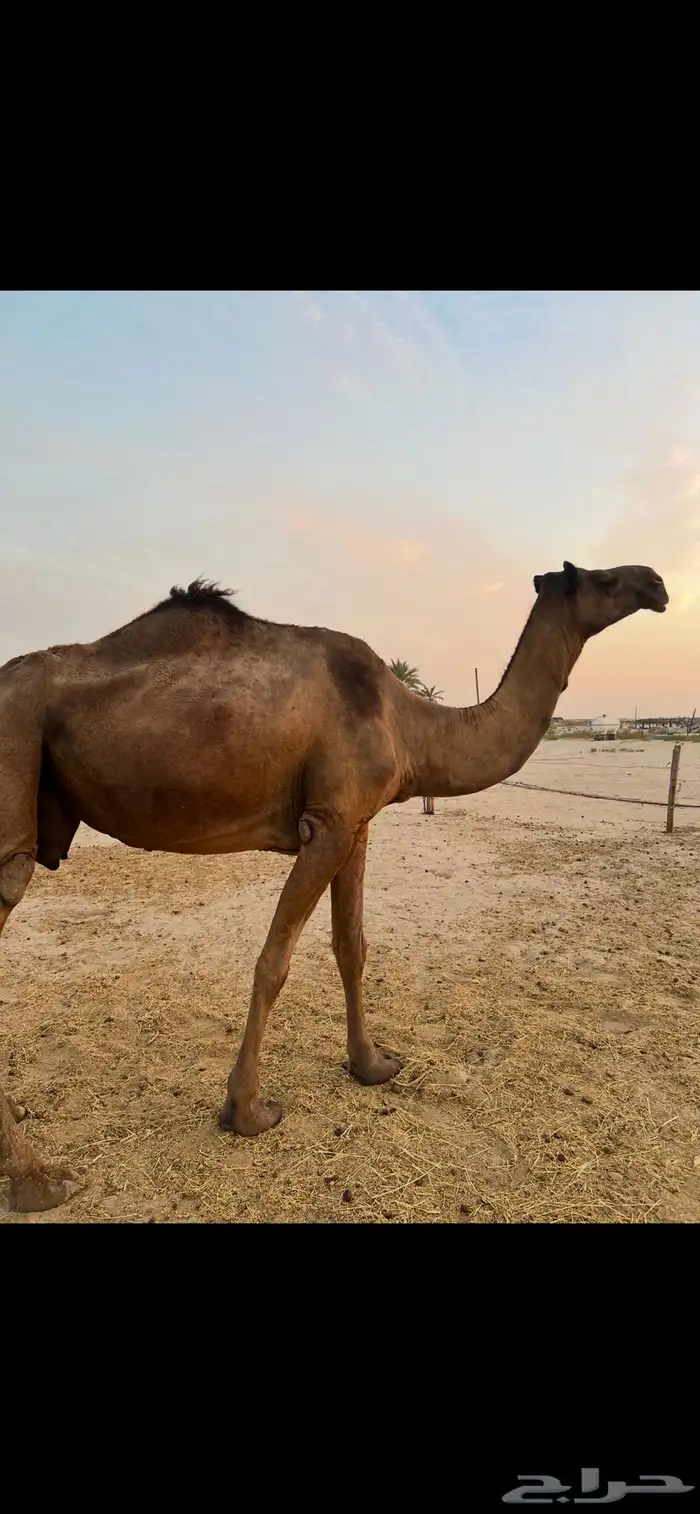 نياق ضروبه 1