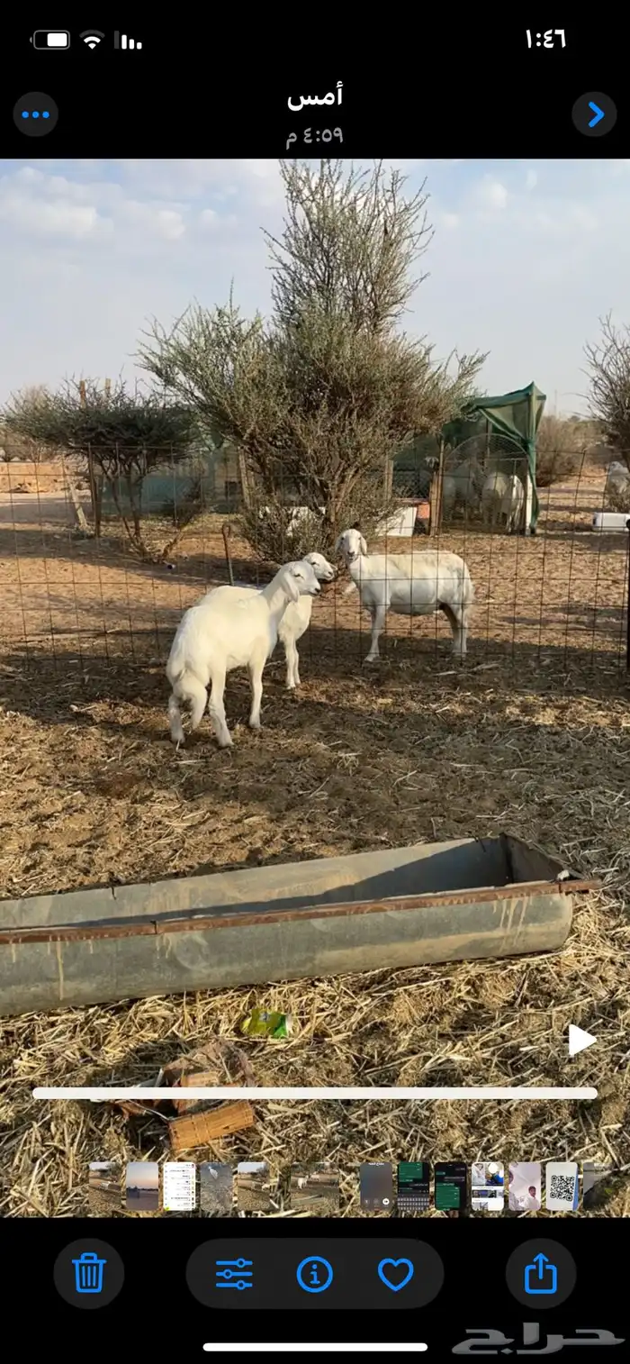 طلي حري 1 واحد نضيف 1