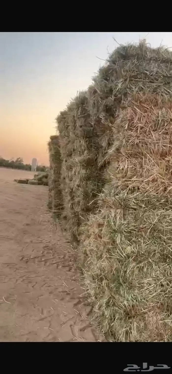 ذره طيبه شد من 80 الي 85 1