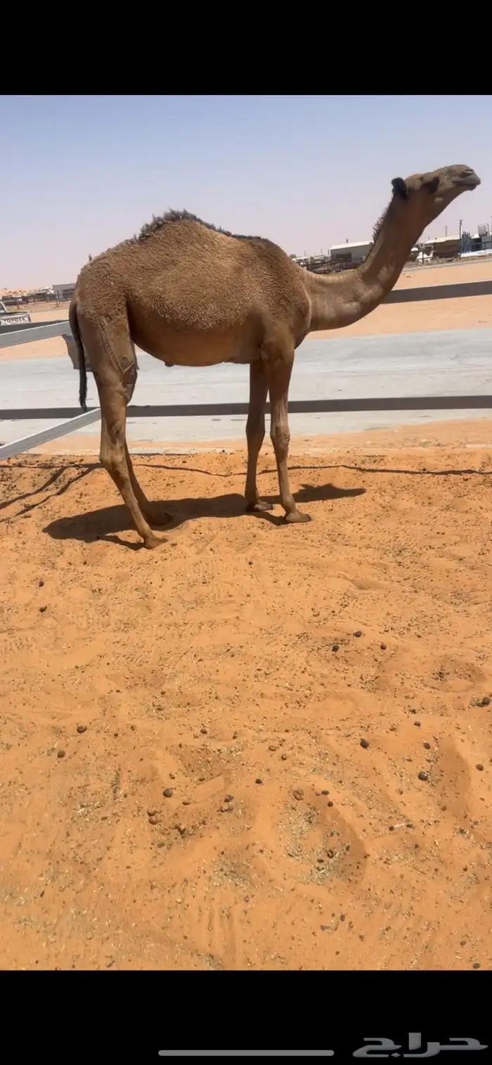 بكره 0
