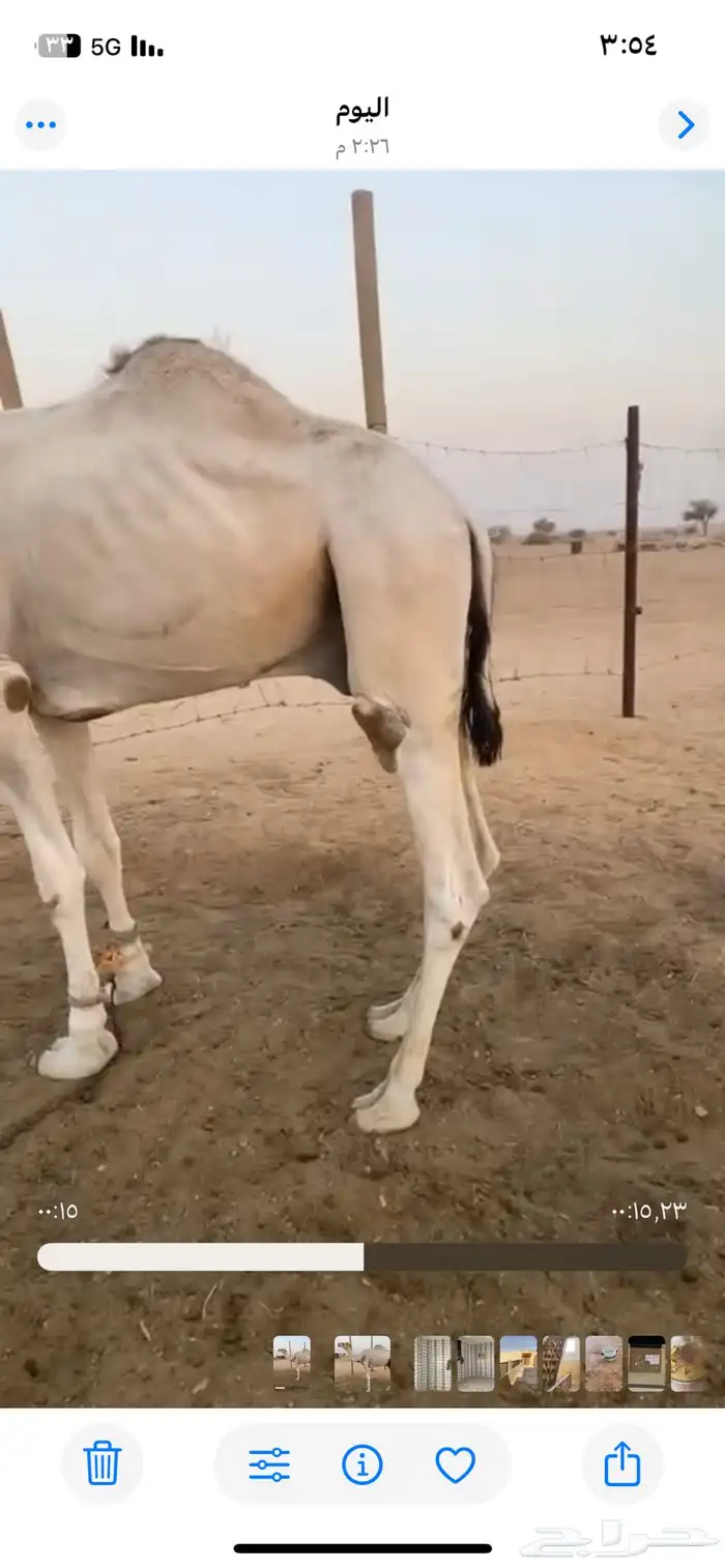 قعود جذع 0