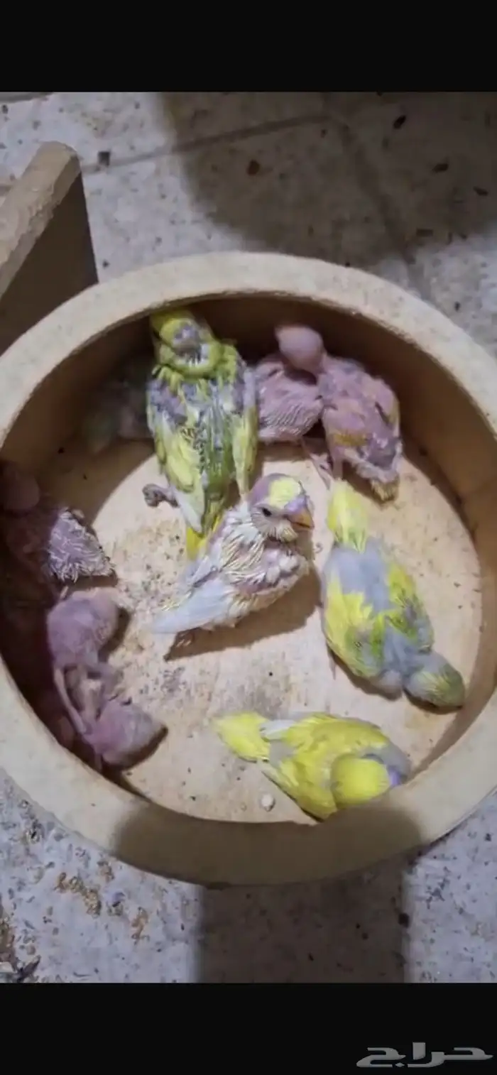 فروخ بادجي للبيع 0